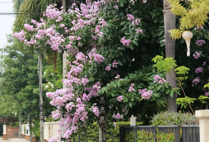 満開に咲くタベーク。薄紫の花が付きとても美しい。