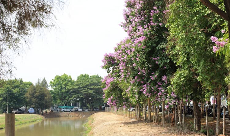 池に沿って何本ものタベークの木があり、沢山の薄紫の花をつけている。