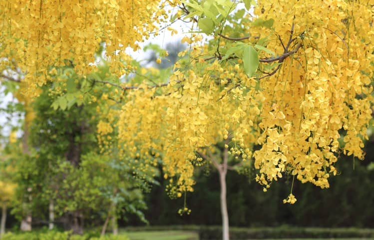 黄色の小さな花が房となって垂れ下がり、美しい姿を見せるタイの花「ラーチャブルック」。