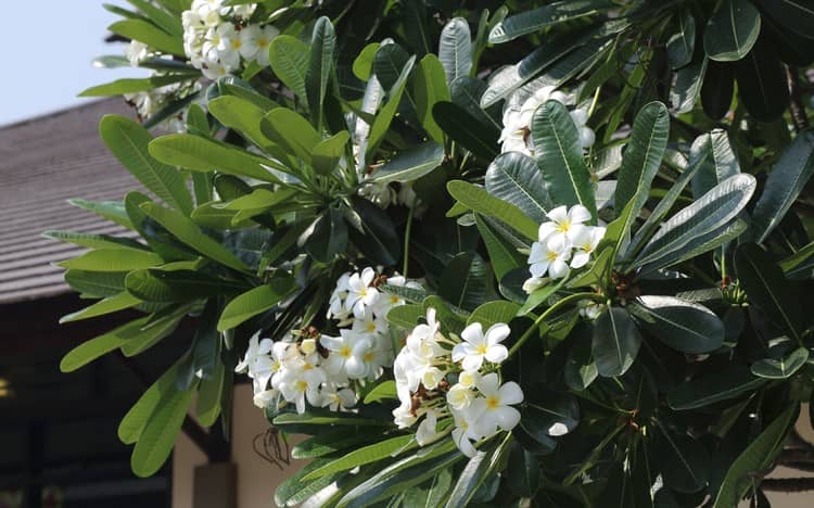 家屋の庭に咲くリーラワディーの花々。中央が黄色、花弁が白の美しい花々。