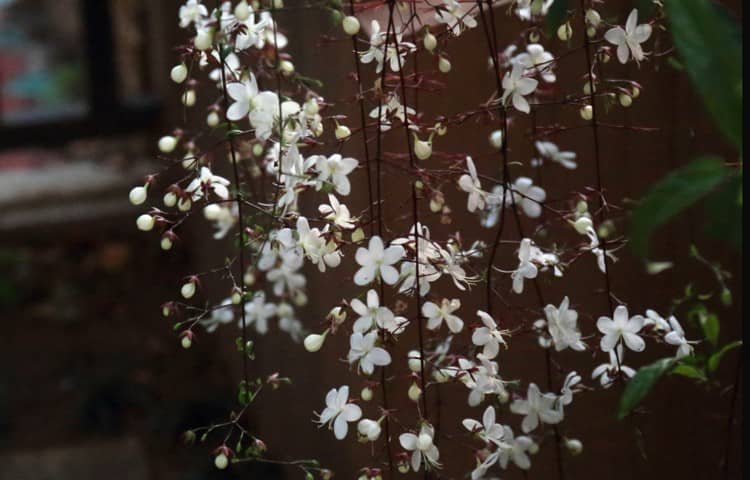 寒い時期に沢山花をつけるタイの花「ソーイ・サーイ・ペット」(สร้อยสายเพชร)