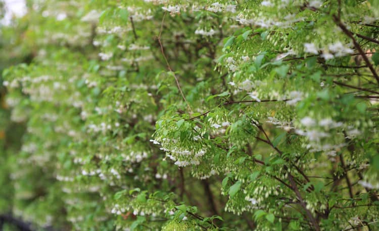 暑くなってくると咲く白い小さな那覇花「モーク」(โมก)。タイでは庭の植木として人気。