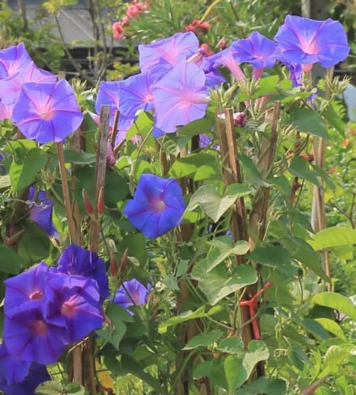 カムティアン花市場で見つけた朝顔。青い花が沢山ついている様子。チェンマイの気候にも耐える強い花。