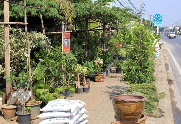 チェンマイの街道沿いにある花屋さん。店先に沢山の草木が置かれている。