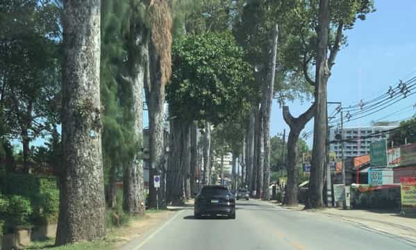 陸運局までの道は並木道。